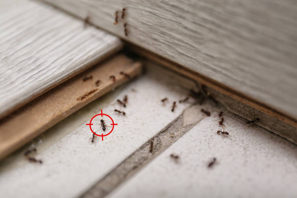 Best Pest Prevention Services  in Buchanan, NY