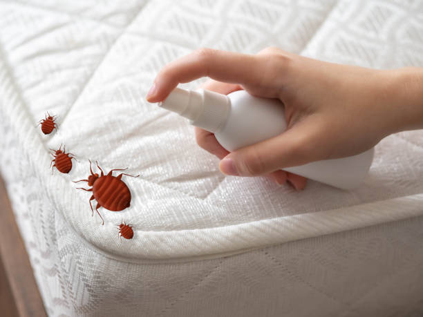 Best Flea Control Services  in Buchanan, NY